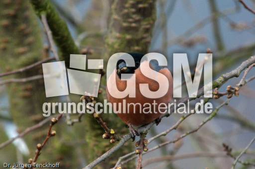 Gimpel (34 von 40).jpg